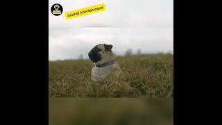 Dogs very nice Video and sound ‎@emmrob1  ‎@Sekte-Comedy  #dog ‎@kidstvsongs  #viral #video