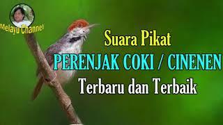 Suara Pikat PERENJAK COKI Atau CINENEN. Terbukti Paling Ampuh!!