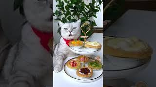 Cat Cooking Show : Birthday Surprise for My Mommy | Homemade Egg Tarts | Cute Cat TikTok#Shorts