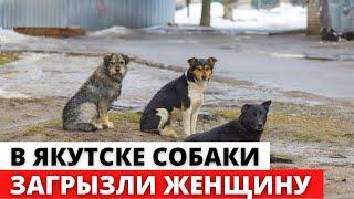 В Якутске бродячие собаки загрызли женщину