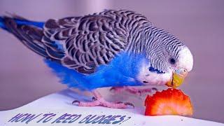 Budgies Food - Best Budgie Food List