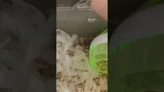 ️#hamsters #pets #shorts #shortvideo #trends #trending #viral #hamster #cute #dwarfhamster