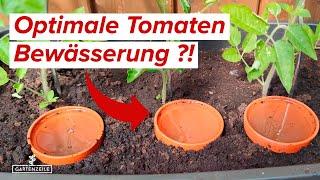 This way of watering tomatoes will inspire you! Pour tomatoes correctly!