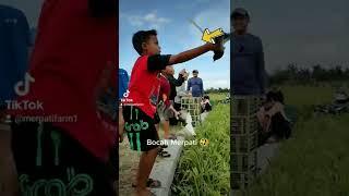 Tiktok Bocah Merpati