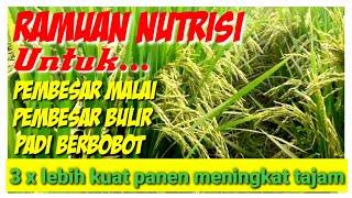 Buktikan ‼️Racikan nutrisi pembesar malai dan bulir padi lebih berbobot