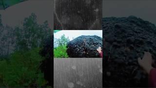 ASMR Walk In Heavy Rain, Thunder And Strong Winds #asmrwalk #heavyrainandthunderstorm #strongwind