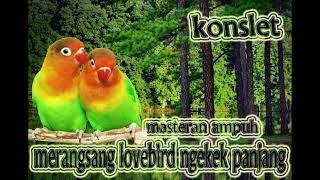 masteran ampuh lovebird ngekek panjang