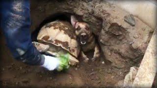 Firefighters Free Dog, Tortoise Trapped in Tunnel