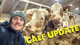 Calving Update