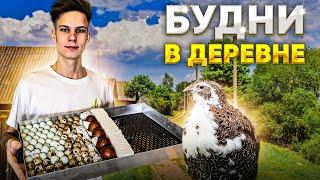 Ферма расширяется ! Открываем сезон Инкубации яиц | Завели ПЕРЕПЕЛОВ | Курочки радуют яйцом