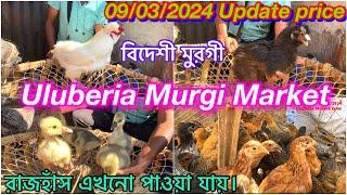 Uluberia Murgi Market Uluberia Pet market 09/3/24 price update today #cheapestprice #murgi #pets