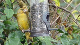 UK Garden Birds Feeding on a Rainy Summer Day - Collared Dove, Greenfinches and more...