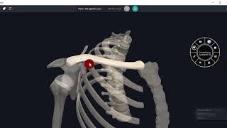ANATOMY OF CLAVICLE -3D VIDEO#UPPER LIMB#3D ANATOMY
