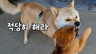 삼용이 무서운 애야