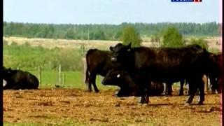 Мясное скотоводство России