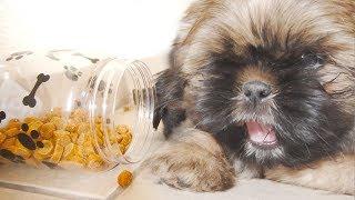 2 Adorable Shih Tzu Puppies | TOO CUTE