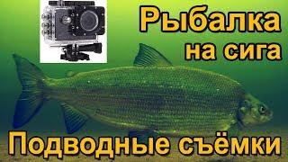 Ловля крупного сига весной. Подводные съёмки рыбалки. Озеро Сторуман. Рыбалка в Швеции.