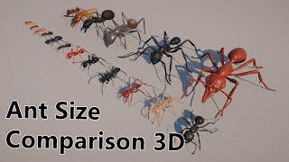 Ant Size Comparison 3D