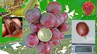 @Виноград Альянс  Очень ранний виноград  Вкусный виноград