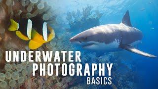Underwater Photography Basics: Mantas, Sharks, Turtles, and Shipwrecks!