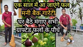 Buy All Types of Grafted Fruit Plants || Online Fruit Plant Nursery || Grafted Fruit Plants