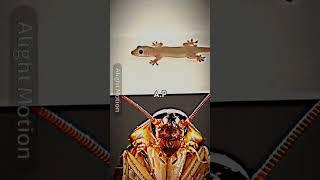 roach vs gecko #edit