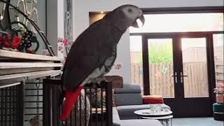 Parrot reciting surah Al Fatiha