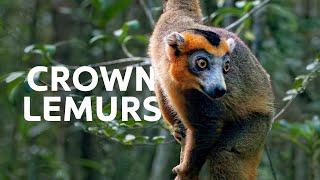 The Hidden Crowned Lemurs Of Madagascar | Wildlife Documentary