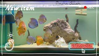 #diy sump filter - Acrylic overhead sump  #fish #aquarium #discus