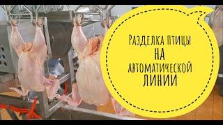 Разделка курицы на автоматической линии!!!