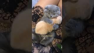 CUTE KITTY HUGS A BABY PUPPY 