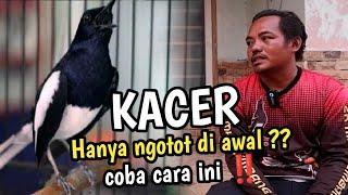 CARA MERAWAT - MENGATASI KACER NGOTOT DI AWAL KETIKA DI LOMBA - by CHAN KASEP 