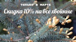 Как заказать хвойные растения со скидкой. Новости питомника