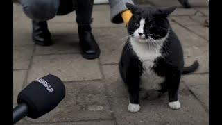 Meet Gacek: The Cutest Chonky Cat in Szczecin, Poland