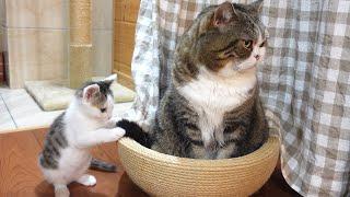 子ねこがなんかやってるけど動じないねこ。-Kitten Miri is doing something wrong, but Maru doesn't mind at all.-