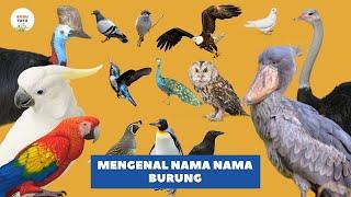 Learn to Know the Names of Birds and Their Sounds | Indonesian English |Children's Educational