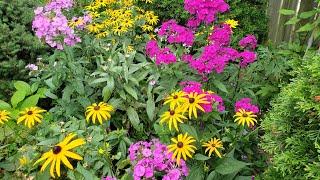 The Perennial That Brightened Up My Summer Garden | Garden Phlox