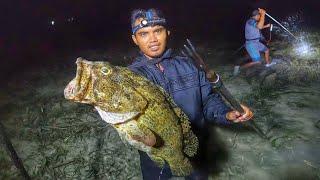 Nyuluh waktu air laut surut kering malam hari dan menombak ikan Grouper raksasa