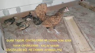 GURK TAVUK CİVCİVLERİNİ NE ZAMAN TERK EDER ? BİZ NE ZAMAN AYIRMALIYIZ ? NE KADAR SÜRE BAKMALI ?