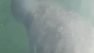 "Magic Moments With Manatees"