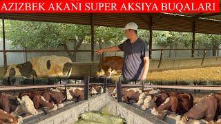 AZIZBEK AKANI SUPER AKSIYA BUQALARI JOY BO’SHATISHGA BONUS QIVORDI