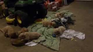 Too cute golden retriever Pups play with Broom stick