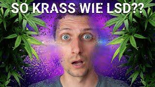 So stark wirkt Cannabis Tee | Erfahrungsbericht