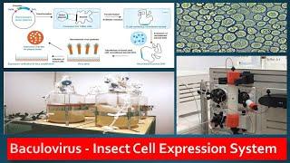 Recombinant Protein Expression in Baculovirus Insect Cell lines