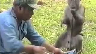 Monyet Cerdas Bisa Bantu Pekerjaan Orang.