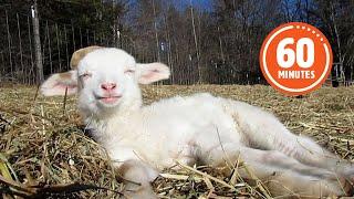 The Very BEST Baby Farm Animals  | FUNNIEST Farm Animals