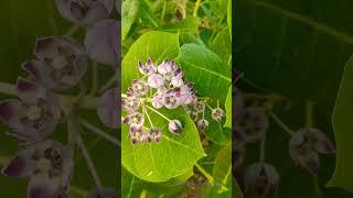 Phool / aak flowers/ aak plant #short #shorts #india #aakplant #aak #madar Calotropis gigantea plant