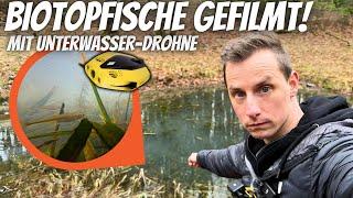 UNERWARTET! Fischschwarm in Biotop mit Unterwasser-Drohne gefilmt