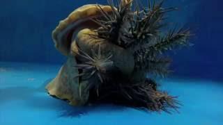 Pacific triton hunts and eats crown-of-thorns starfish