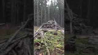 страшный крик в лесу